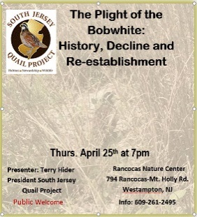 The plight of the bobwhite presentation poster